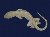 藏品(鉛山壁虎)的圖片